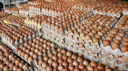蛋鸡养殖技术 如何养殖蛋鸡