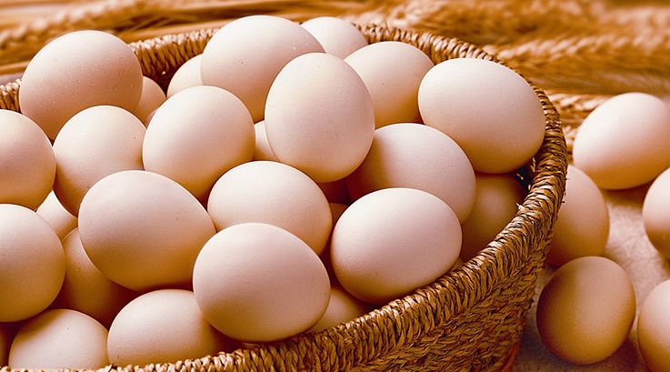 如今的蛋鸡养殖，不是你“想养就能养”！